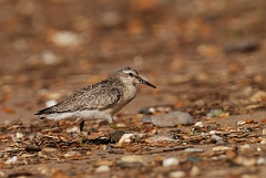 David Plant Photography - Wildlife Photographer - Knot - G